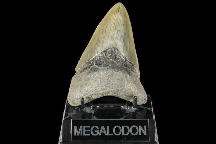 Serrated, Fossil Megalodon Tooth - South Carolina #134271